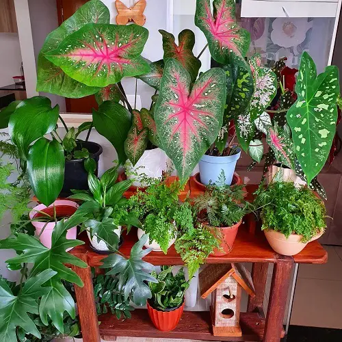 Mini Wooden Stand of Multi-Sized Houseplants