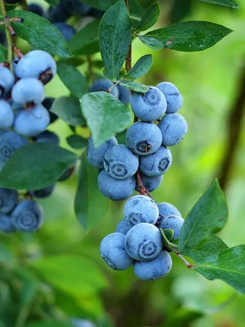 Best Purple Fruits to Grow in the Garden