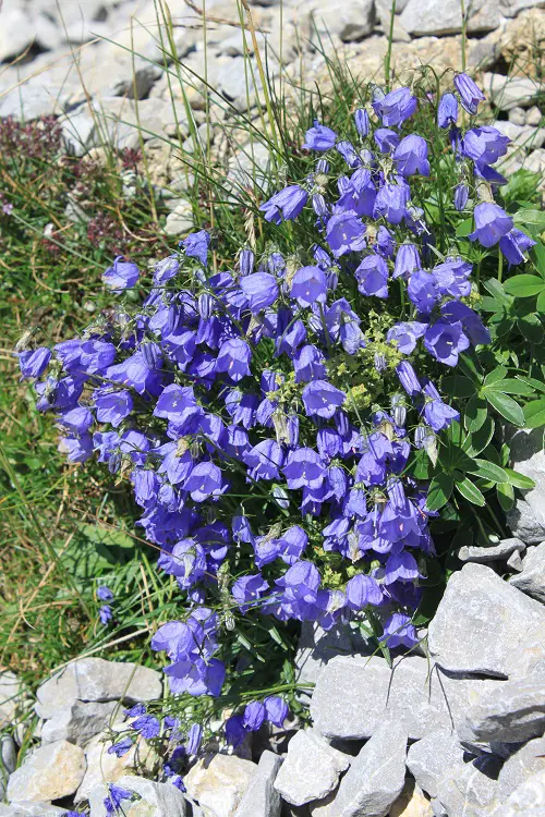 Amazing Gorgeous Campanula Types