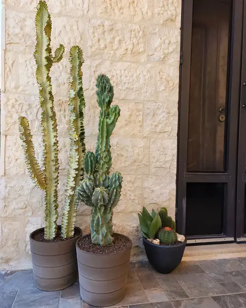 lovely Top Tall Succulents