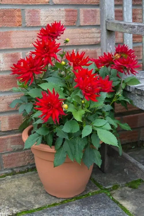 amazing Popular Flower Meanings