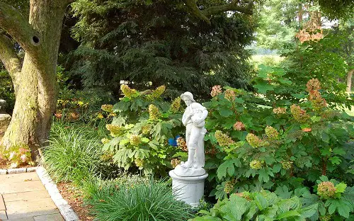 amazing Shrubs to Grow Under the Oak Tree