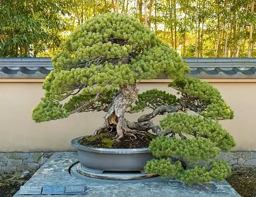 lovely Oldest Bonsai Trees in the World