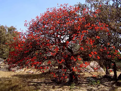 Different Kinds of Flame Trees
