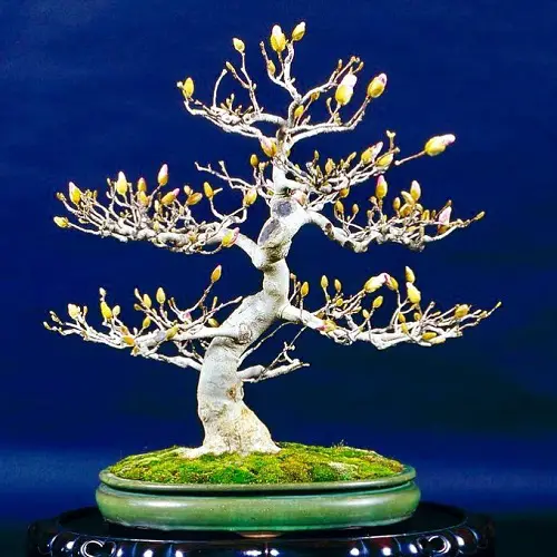 Layered Branches of a Magnolia Bonsai Tree