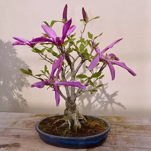 Mini Magnolia Bonsai Tree