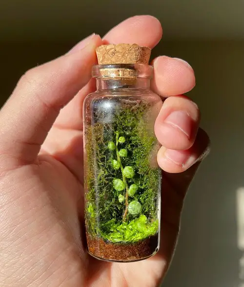 Best Small Terrarium Plants 16