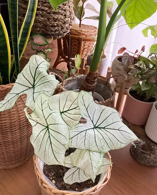 Caladium 'Allure' Setting Houseplant Goals