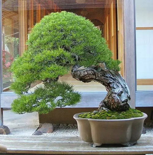 Oldest Bonsai Trees in the World