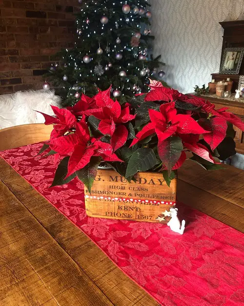 Buy One of these Festive Season Houseplant