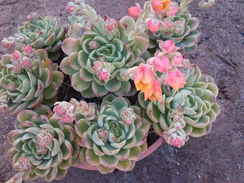 Best Variegated Succulents