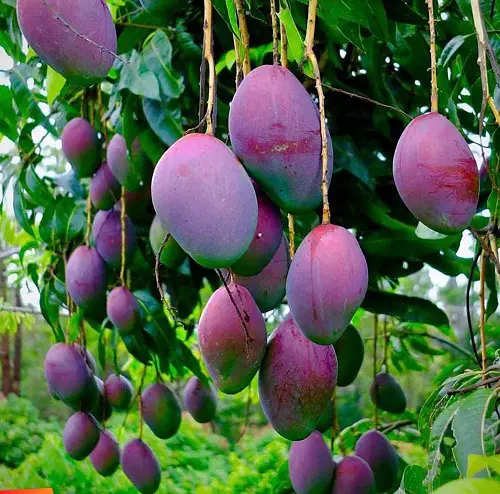 Purple Fruits to Grow in the Garden