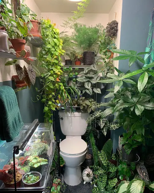 Jungle Bathroom Ideas Terrarium and Variety