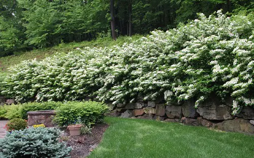 Best Low Maintenance Hedge Plants 7