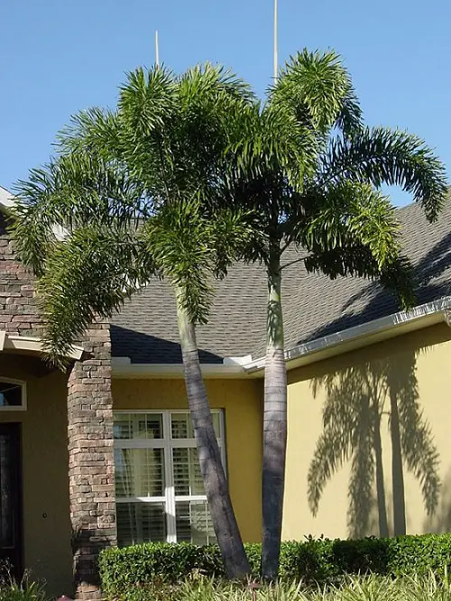best Florida Palm Trees Species