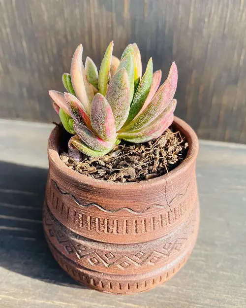 best variegated succulents to cultivate