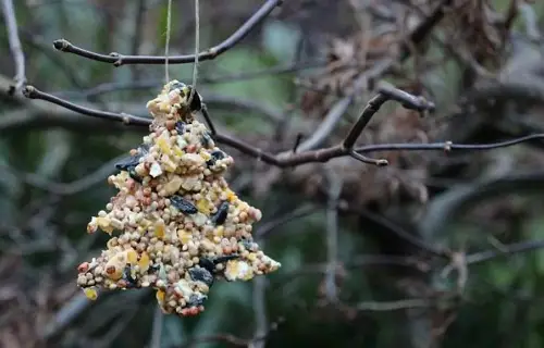 Make a Birdseed Christmas Ornament
