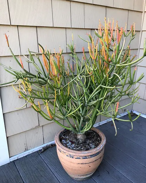 Superior Elevated Succulents