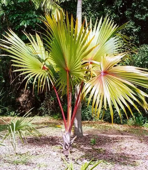 Amazing Florida Palm Trees Species