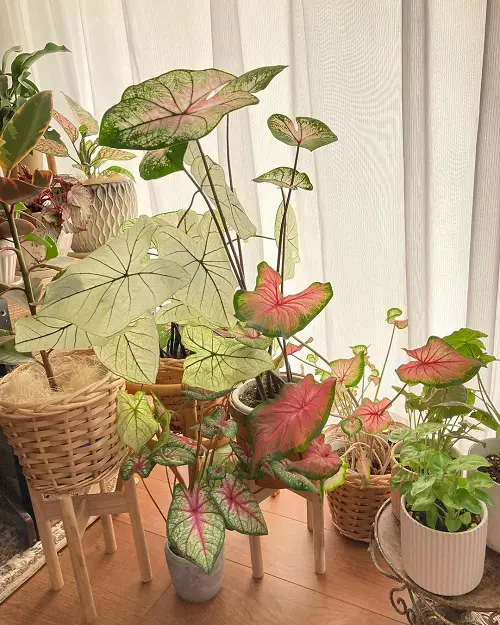 Vintage Caladium Spot from Instagram 7