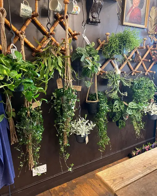 Hanging Macrame Ivy, Philos, and Baccifera Wall Frames