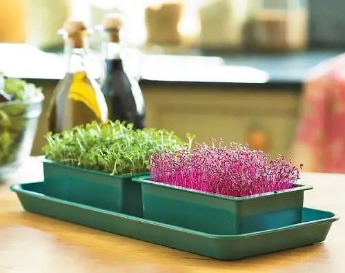 Grow a Microgreen Garden indoor
