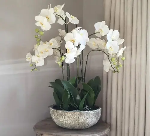 top Ideas for Low Light Plant Decor