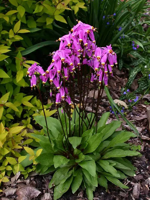 lovely Perennials to Grow Under the Oak Tree