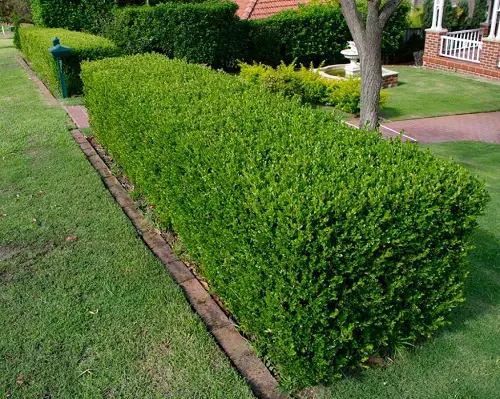 Low-Maintenance Shrubbery3