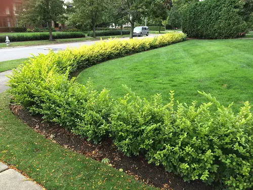Dwarf Plants with Minimal Upkeep 3