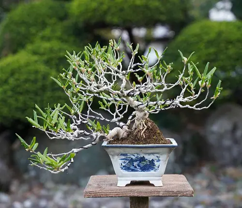 Magnolia Bonsai Tree with Light Foliage