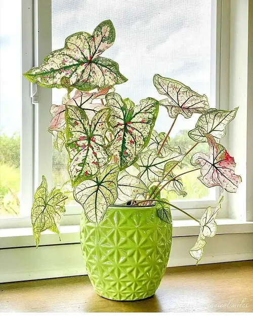 Stunning Indoor Caladium in a Cheery Green Ceramic