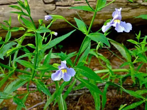 blue flowering Perennials to Grow Under the Oak Tree