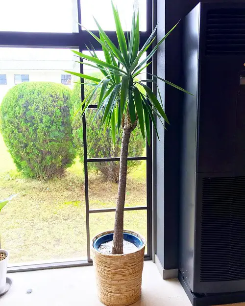 Superior Elevated Succulents near Window