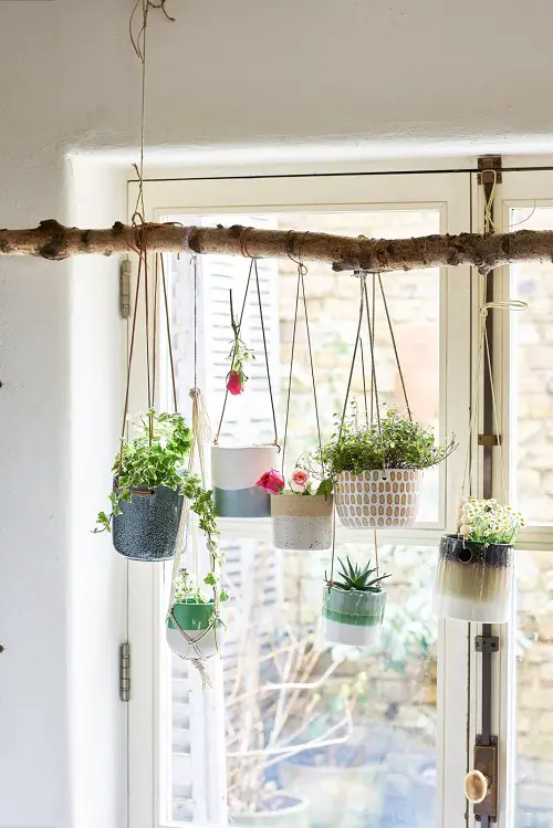 Hanging Houseplants in Showy Planters