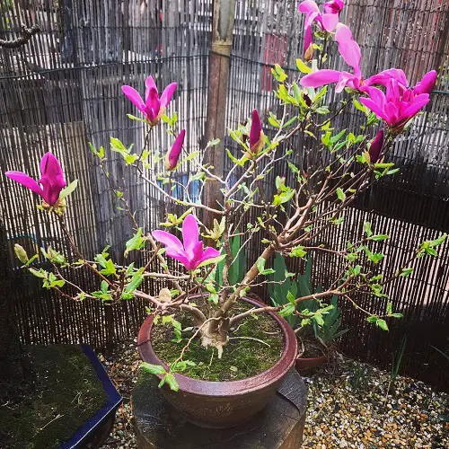 Magnolia Bonsai Tree Outdoor