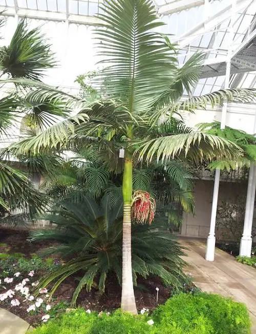 Florida Palm Trees Species