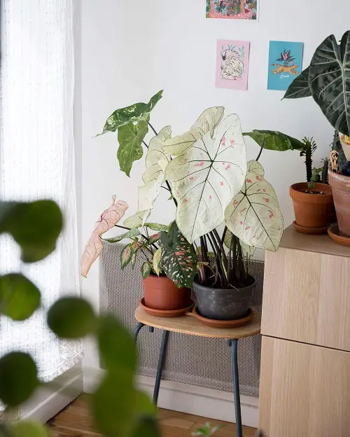 White and Green Caladiums against Pastel Backdrop