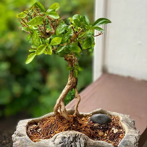 Snow Rose Bonsai with Natural Vibes