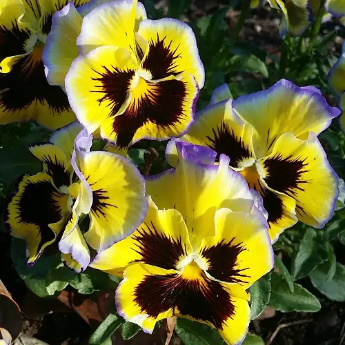 Amazing Beautiful Pansy Varieties