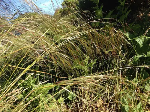 Grasses to Grow Under the Oak Tree