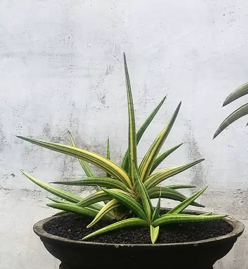 best Greatest Variegated Succulent Plants for Growing