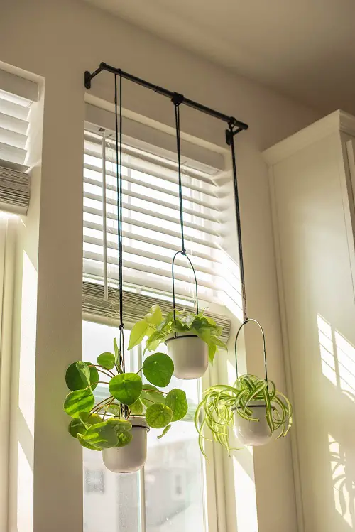 Pilea peperomioides, Spider Plant & Pothos Hanging from the Curtain Pole in Window