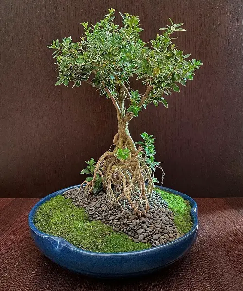 Snow Rose Bonsai Pictures
