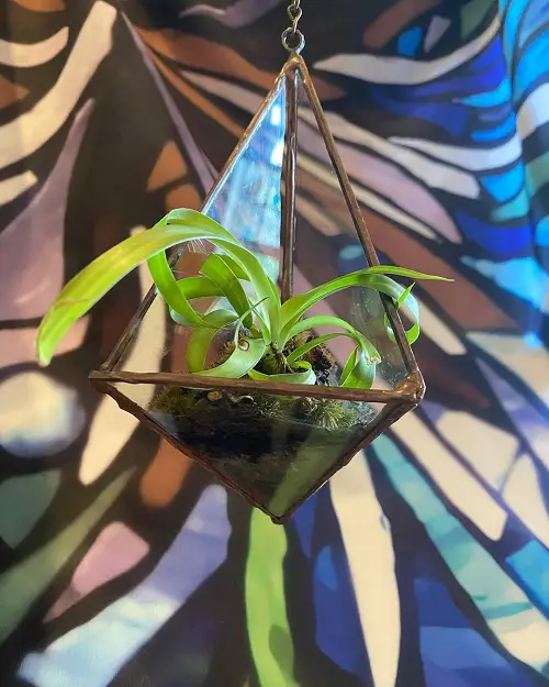 Modern Hanging Glass Planter Ideas Unique Hanging Glass Planter