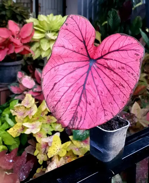 Large Foliage Pinky Queen in a Mini Black Pot