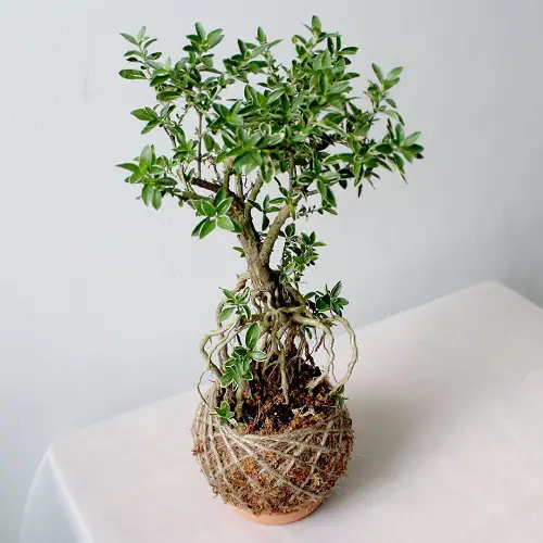 Snow Rose in Macrame Pot Pictures 6