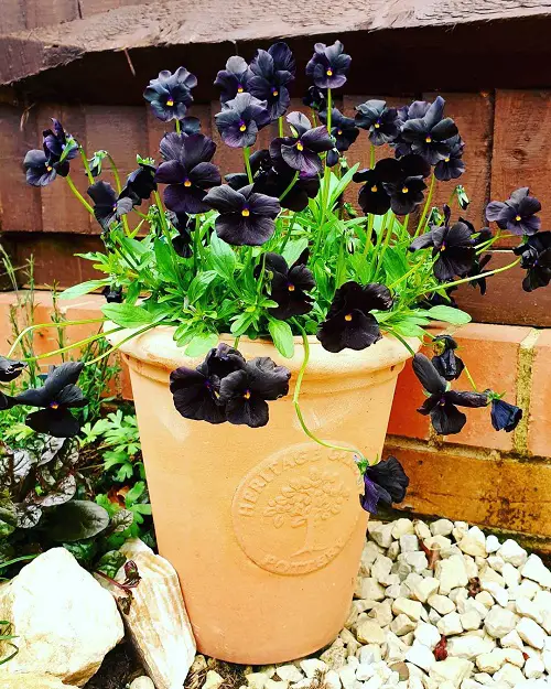 best Beautiful Pansy Varieties