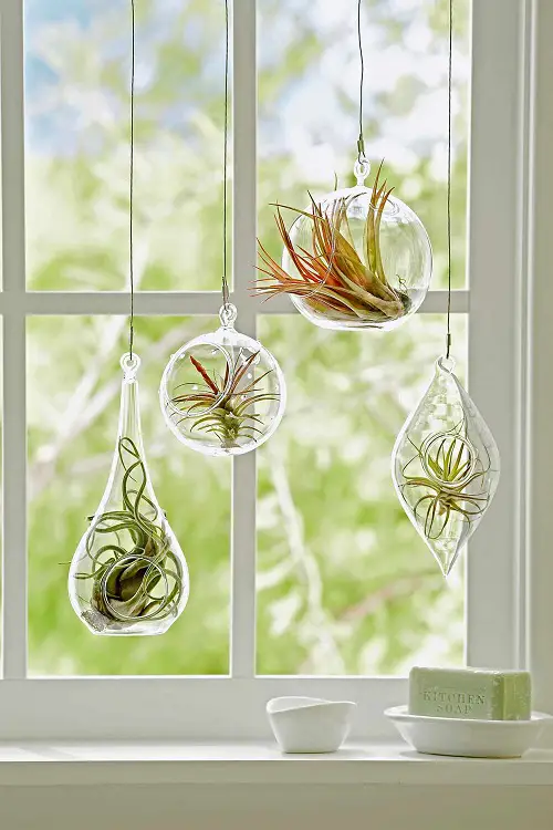 Transparent Drop Shaped Planters Windows Ideas