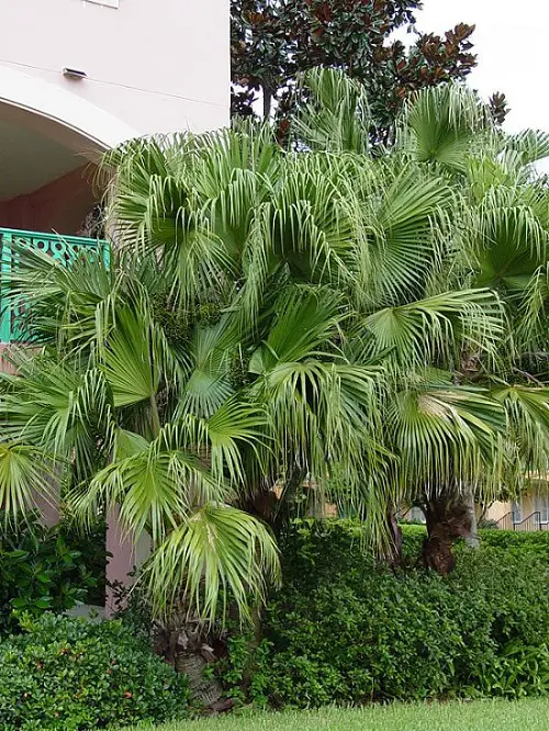 Amazing Florida Palm Trees Species